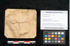 Foto (Objekt + Etikett) von Salix arbuscula L. (NHMW-GEO-2024-0188-11604)